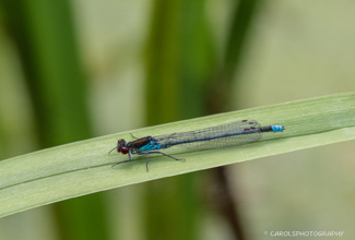 RED EYED DAMSELFLY (Erythromma najas)